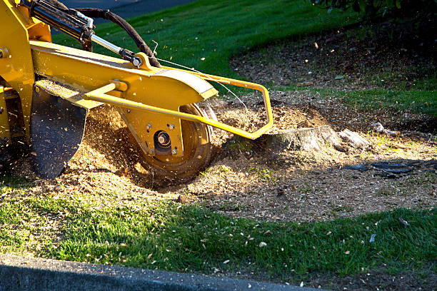 Tree and Shrub Care in Laureles, TX